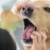 Rossz lehelet a kutyáknál: okok és megelőzés